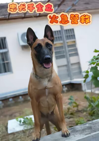 《忠犬千金之火急营救》剧照