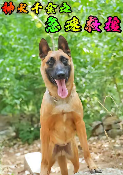 《神犬千金之急速救援》剧照