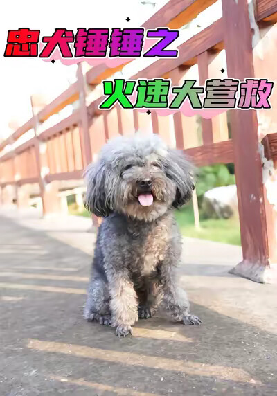 《忠犬锤锤之火速大营救》剧照