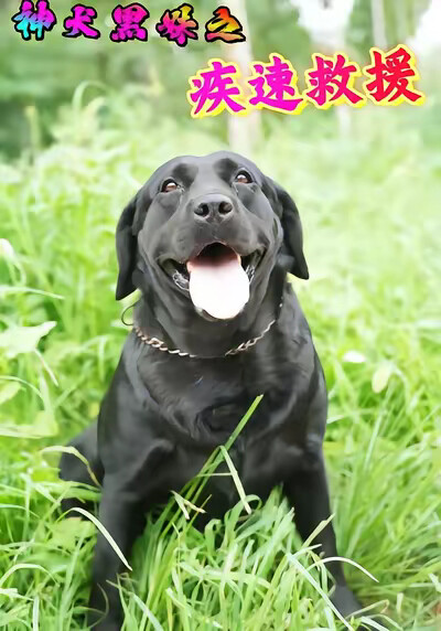 《神犬黑妹之疾速救援》剧照