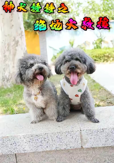 《神犬锤锤之绝地大救援》剧照