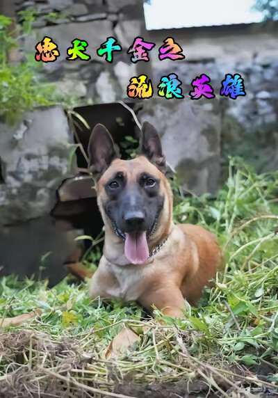 《忠犬千金之流浪英雄》剧照