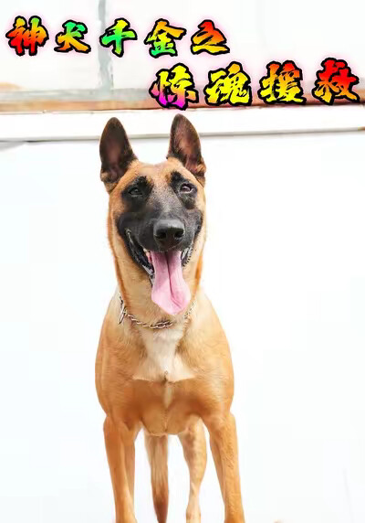 《神犬千金之惊魂援救》剧照