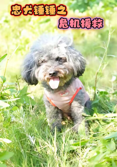 《忠犬锤锤之危机援救》剧照