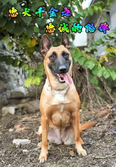 《忠犬千金之忠诚的陪伴》剧照