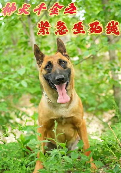 《神犬千金之紧急生死线》剧照