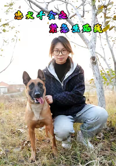 《忠犬千金之紧急生死线》剧照