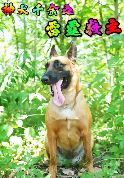《神犬千金之雷霆救主》剧照