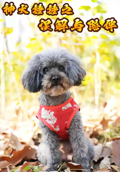 《神犬锤锤之误解与陪伴》剧照