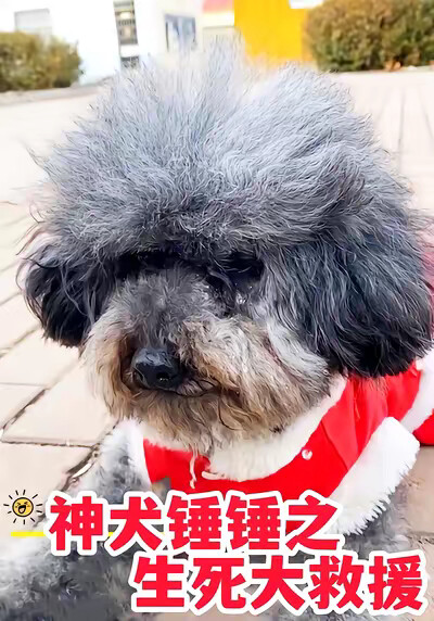 《神犬锤锤之生死大救援》剧照