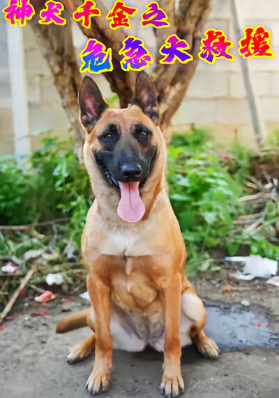 《神犬千金之危急大救援》剧照