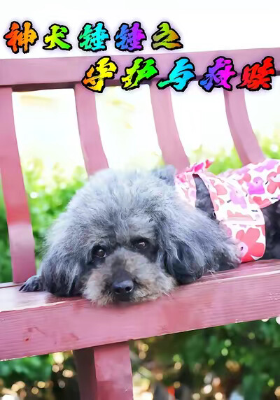 《神犬锤锤之守护与救赎》剧照