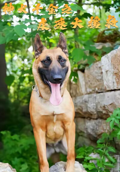 《神犬千金之疾速大援救》剧照