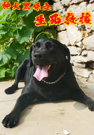 《神犬黑妹之生死救援》剧照