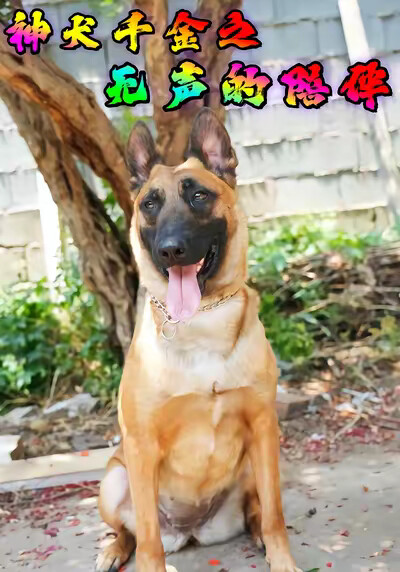 《神犬千金之无声的陪伴》剧照