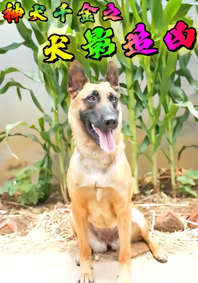 《神犬千金之犬影追凶》剧照