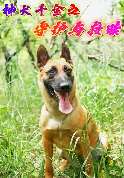 《神犬千金之守护与救赎》剧照