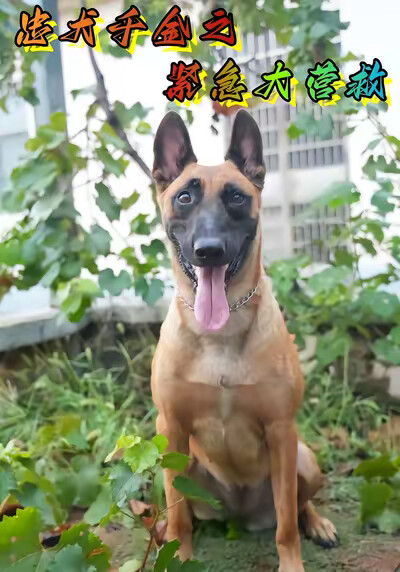 《忠犬千金之紧急大营救》剧照