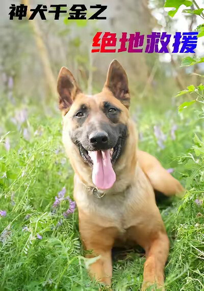 《神犬千金之绝地救援》剧照