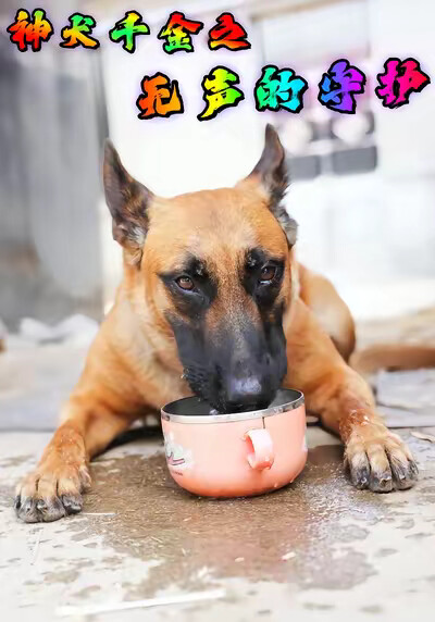 《神犬千金之无声的守护》剧照