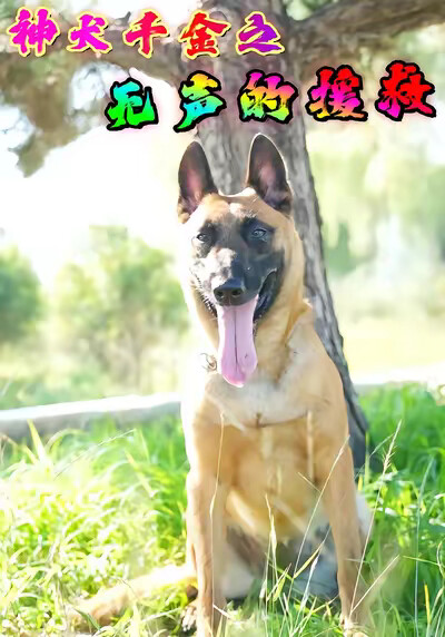 《神犬千金之无声的援救》剧照