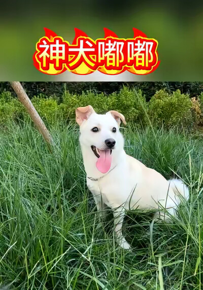《神犬嘟嘟》剧照