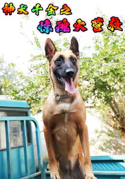 《神犬千金之惊魂大营救》剧照