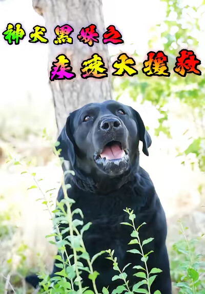 《神犬黑妹之疾速大援救》剧照