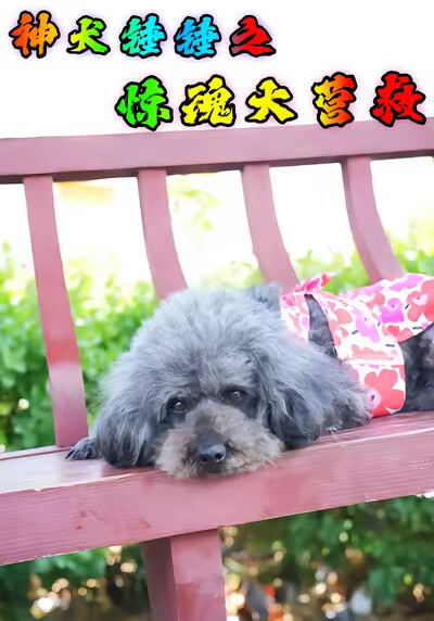 《神犬锤锤之惊魂大营救》剧照