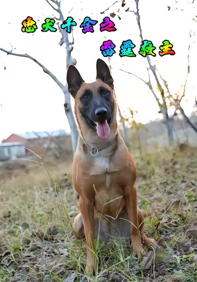 《忠犬千金之雷霆救主》剧照