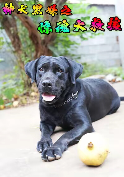 《神犬黑妹之惊魂大救援》剧照