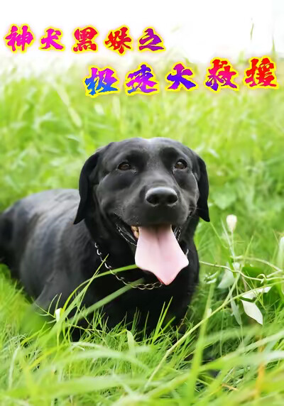《神犬黑妹之极速大救援》剧照
