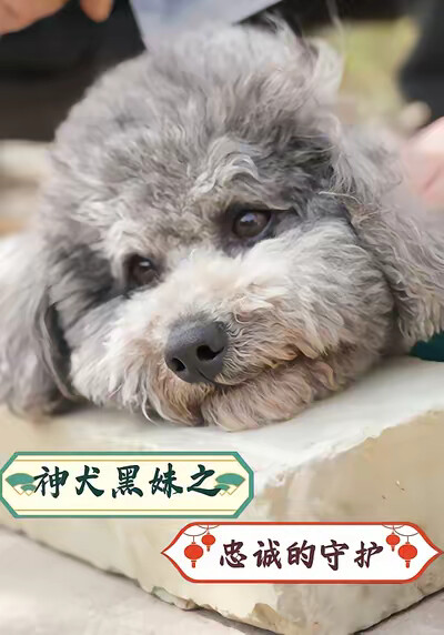 《神犬黑妹之忠诚的守护》剧照