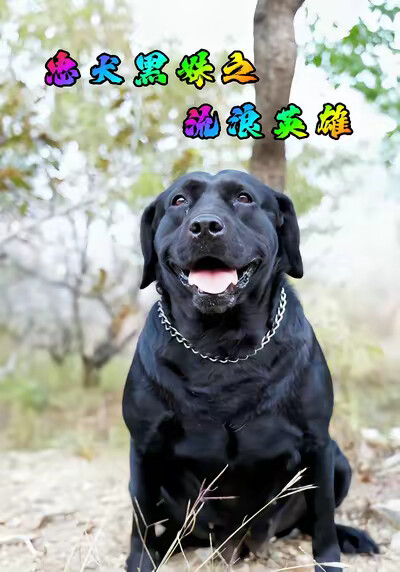 《忠犬黑妹之流浪英雄》剧照