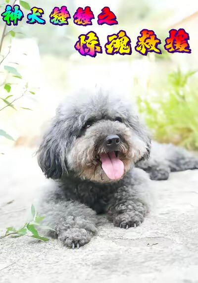 《神犬锤锤之惊魂救援》剧照