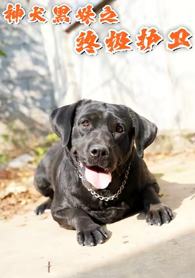 《神犬黑妹之终极护卫》剧照