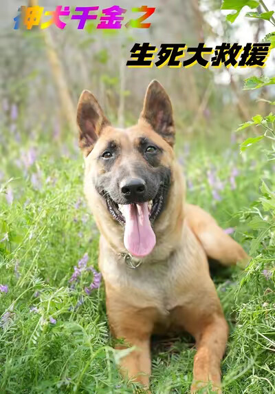 《神犬千金之生死大救援》剧照