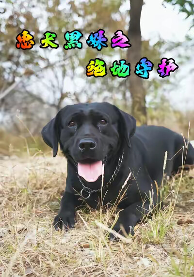 《忠犬黑妹之绝地守护》剧照