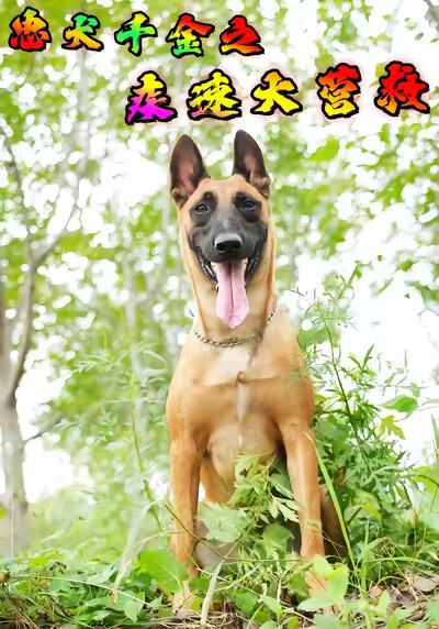 《忠犬千金之疾速大营救》剧照