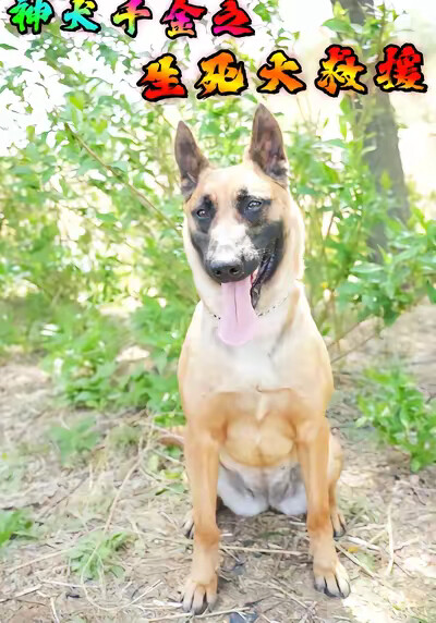 《神犬千金之危机大营救》剧照