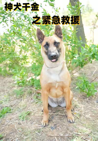 《神犬千金之紧急援救》剧照