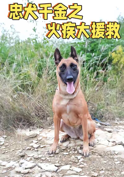 《忠犬千金之火疾大援救》剧照