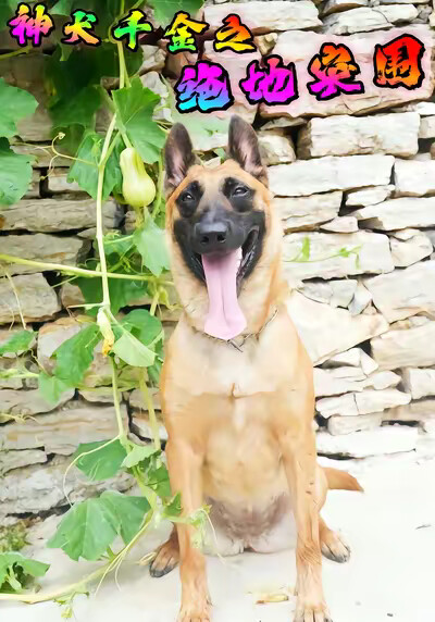 《神犬千金之绝地突围》剧照