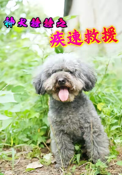 《神犬锤锤之疾速救援》剧照