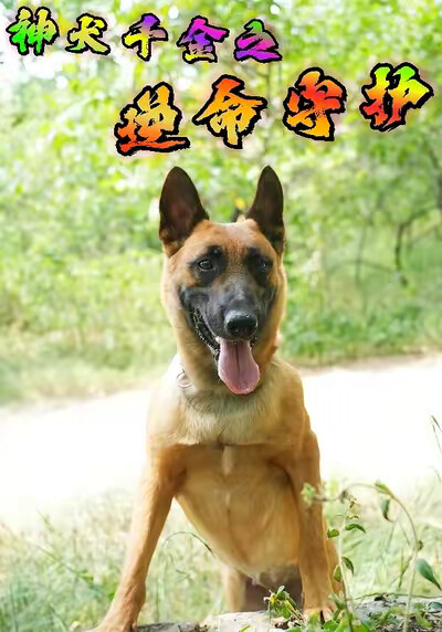 《神犬千金之逆命守护》剧照