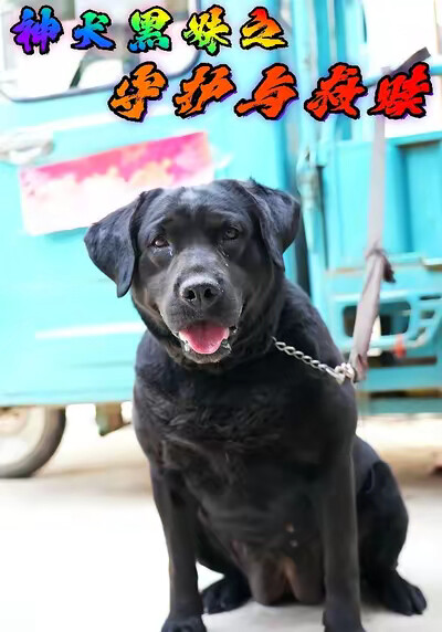 《神犬黑妹之守护与救赎》剧照