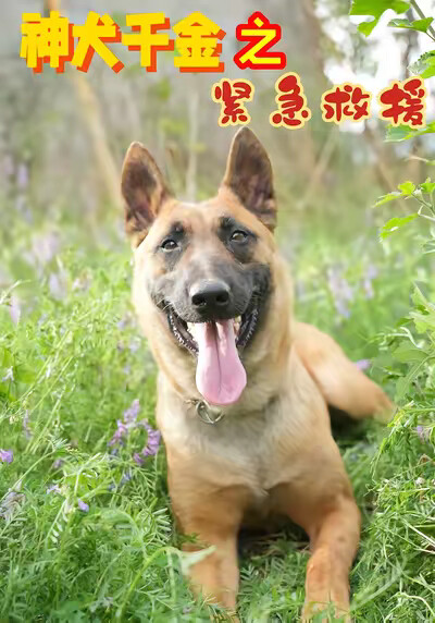 《神犬千金之紧急救援》剧照
