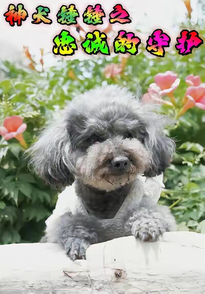 《神犬锤锤之忠诚的守护》剧照