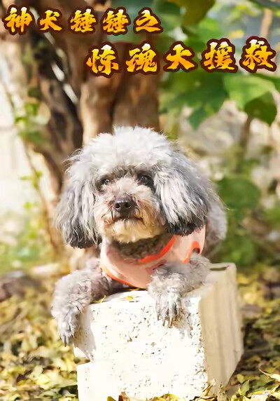 《神犬锤锤之惊魂大援救》剧照