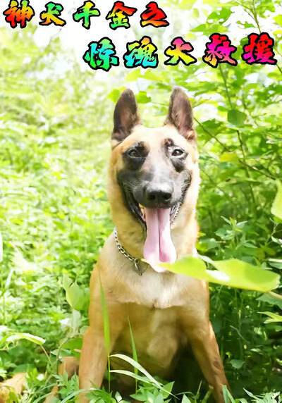 《神犬千金之惊魂大救援》剧照